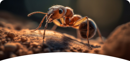 Ant<br><span> Control</span>