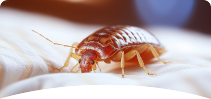 Bed Bug<br><span> Control</span>