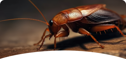 Cockroach<br><span> Control</span>