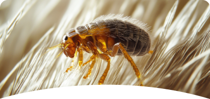 Fleas and Tick<br><span> Control</span>