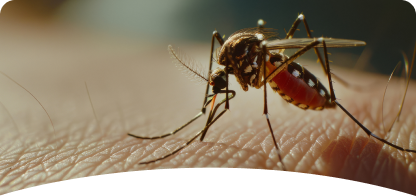 Mosquito <br><span> Control</span>