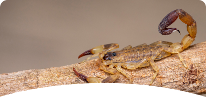 Scorpion <br><span> Control</span>
