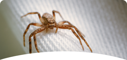 Spider<br><span> Control</span>