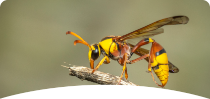 Stinging Insect <br><span> Control</span>