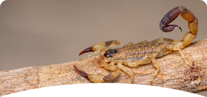 Scorpion<span> Control</span>