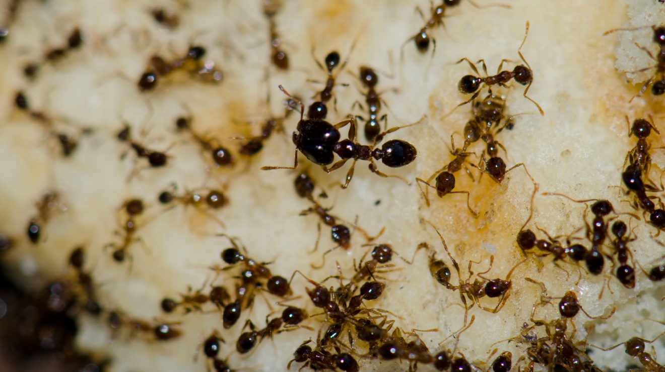 What are the Most Common Types of Ants in Temecula?