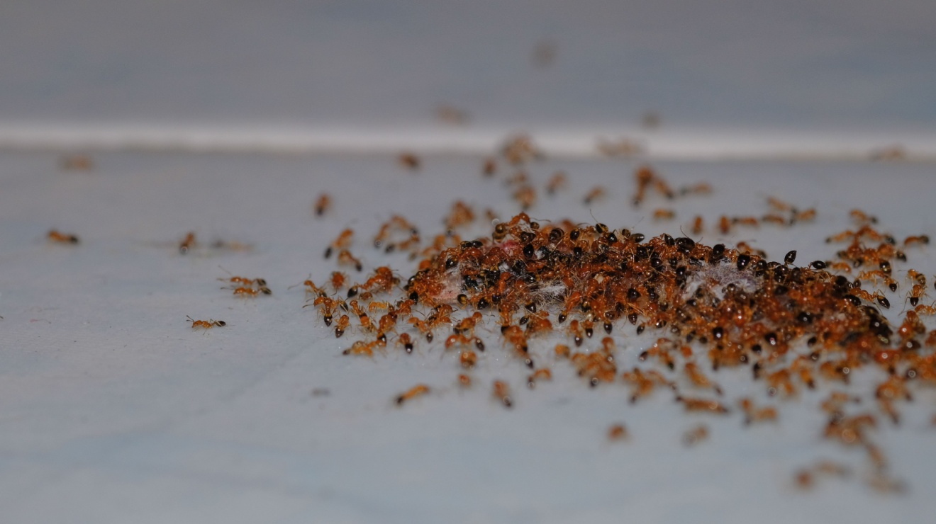 The 10 Most Common Pest Problems Temecula Homeowners Face