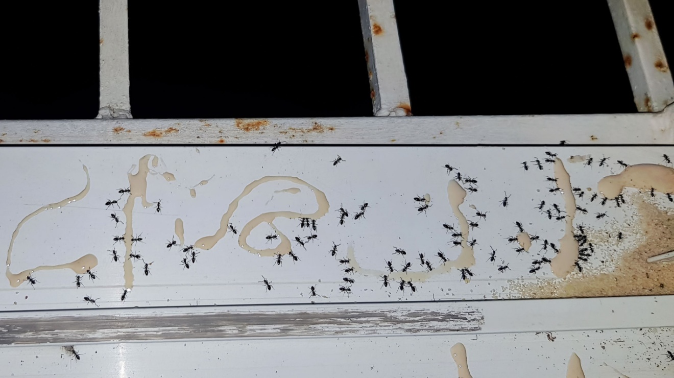 Why Do I Have So Many Ants in My Temecula Home?
