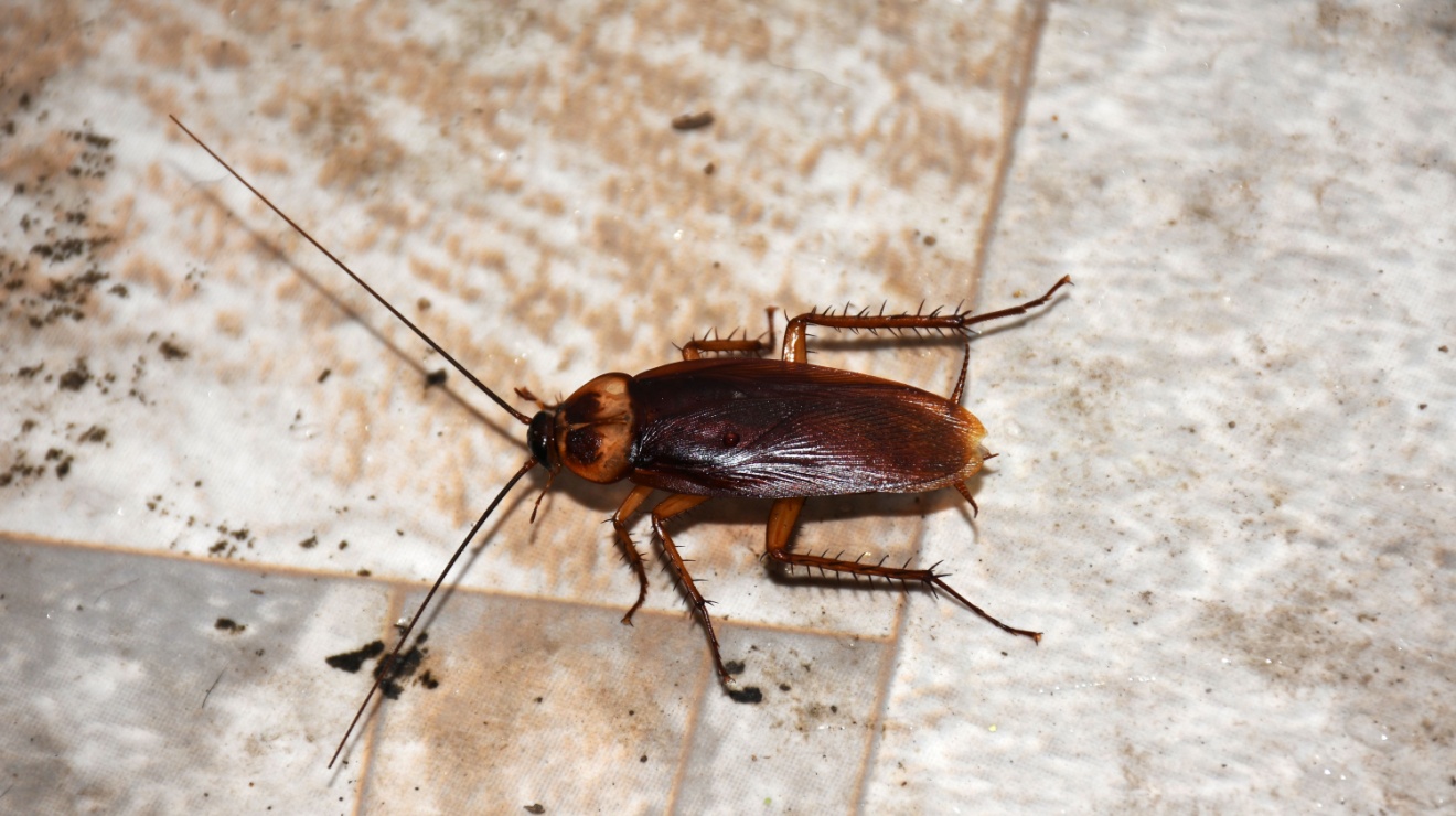 What Are the Most Common Household Pests in Temecula?