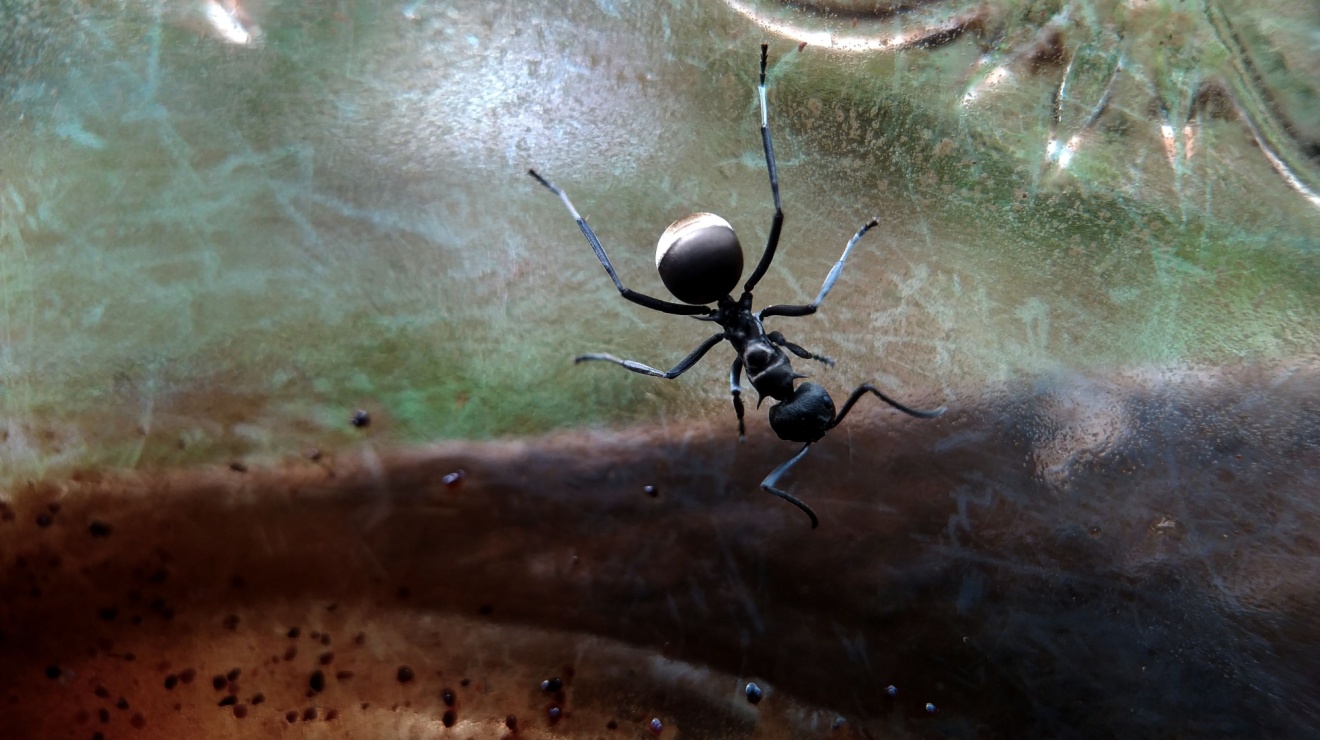 What Bugs Are Most Common in Temecula Wine Country Homes?