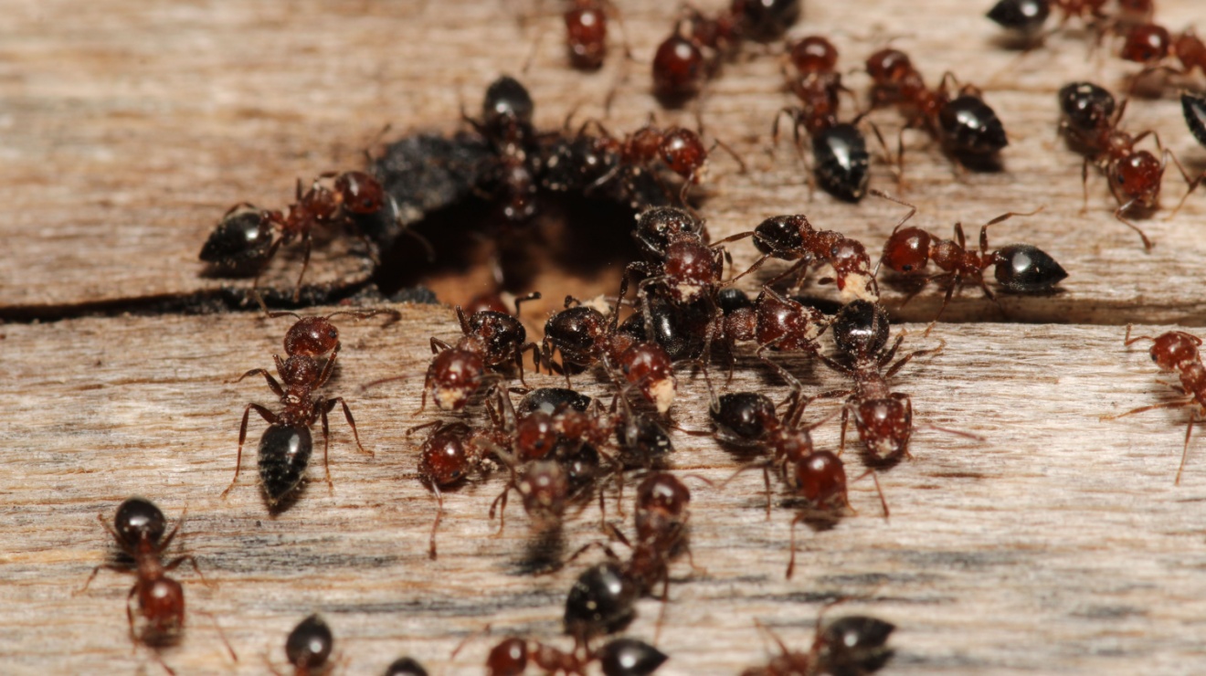 Do Homes Near Temecula Wine Country Have More Ant Issues?