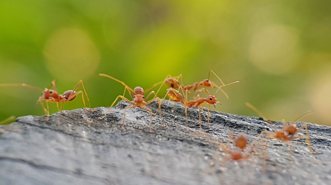 Why Do Ants Love Temecula’s Climate?