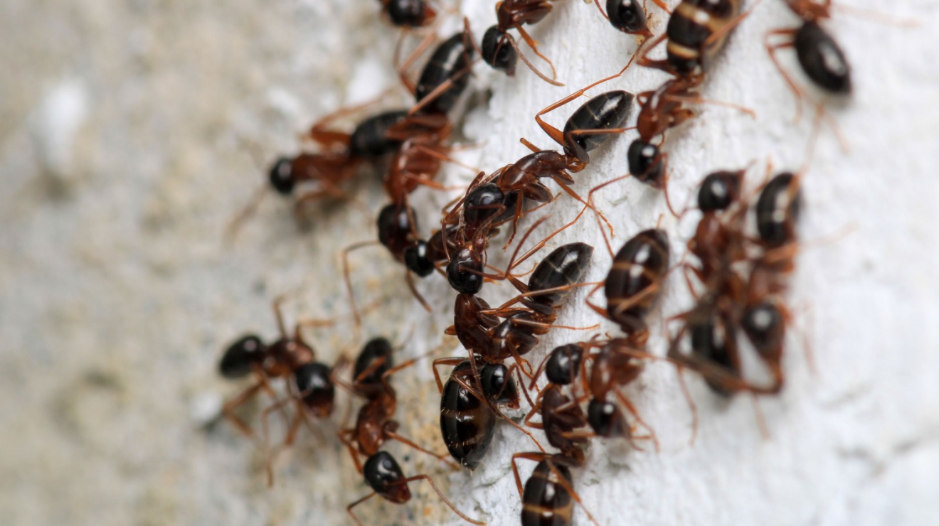 One-Time Ant Treatment vs Ongoing Pest Control in Temecula: Which Is Better?