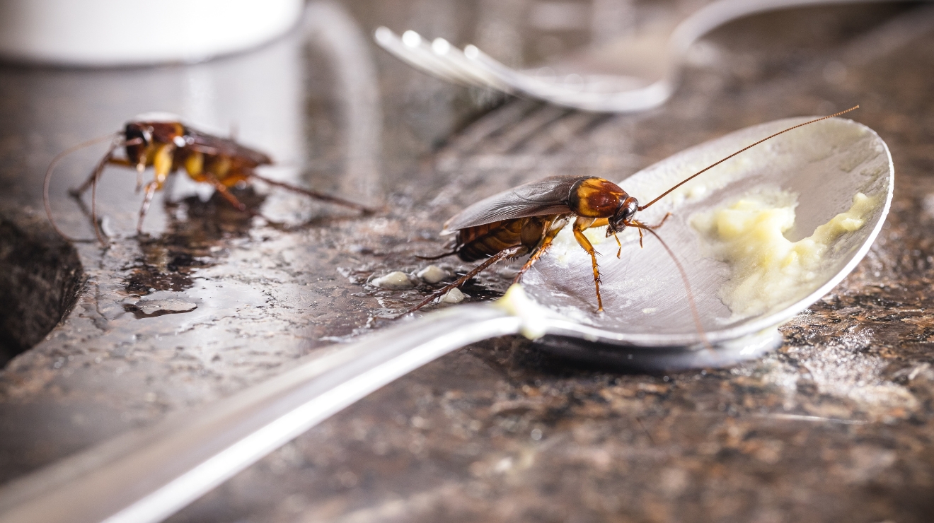 Cockroach Activity in Murrieta Kitchens During Cooler Fall Weather